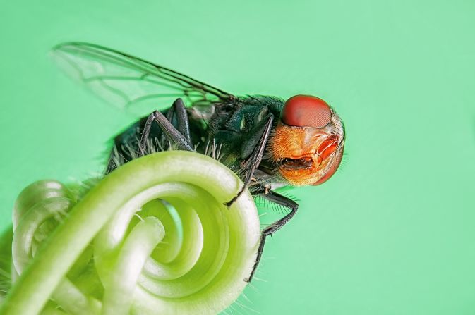 Also known as medical maggots, common green bottle fly larvae have antibacterial properties that have been used for <a href="index.php?page=&url=https%3A%2F%2Fpmc.ncbi.nlm.nih.gov%2Farticles%2FPMC4394815%2F%23%3A%7E%3Atext%3DThe%2520larvae%2520of%2520the%2520common%2520green%2520bottle%2520fly%2520Lucilia%2520sericata%2Cof%2520traditional%2520medicine%2520%281%29." target="_blank">wound healing</a> in traditional medicine for centuries. Recent studies have shown that the larvae can accelerate wound healing and disinfection. Slightly larger than a house fly, the common green bottle fly is found in most areas of the world.