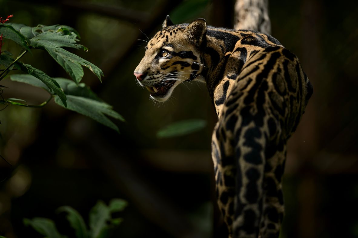 Named for the large cloud-like spots on its body, the clouded leopard is an elusive medium-sized cat. Considered <a href="https://www.iucnredlist.org/species/14519/198843258" target="_blank">vulnerable</a>, the species spends much of its time in the tree tops and needs connected habitats to survive.