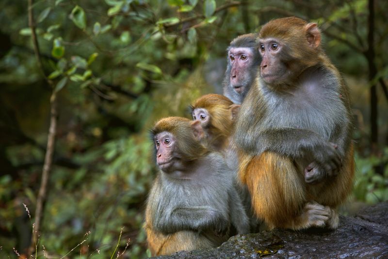 43 monkeys escape from South Carolina research facility | CNN