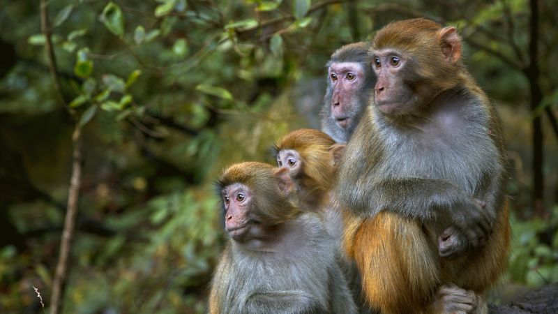 43 monkeys escape from South Carolina research facility