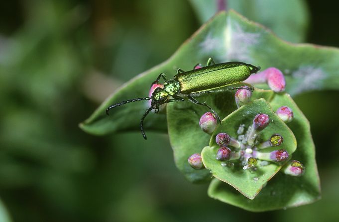 The Spanish Fly, an emerald-green blister beetle found across Europe and Asia, secretes a poisonous substance called <a href="index.php?page=&url=https%3A%2F%2Fdermnetnz.org%2Ftopics%2Fcantharidin" target="_blank">cantharidin</a> which can be used to treat the viral skin infection molluscum contagiosum, which causes itchy bumps. The substance is the active ingredient in YCANTH, a topical treatment. Cantharidin has been <a href="index.php?page=&url=https%3A%2F%2Fcmjournal.biomedcentral.com%2Farticles%2F10.1186%2F1749-8546-2-8" target="_blank">used in Asian medicine</a> for the same purpose, and is being explored as a <a href="index.php?page=&url=https%3A%2F%2Fpmc.ncbi.nlm.nih.gov%2Farticles%2FPMC7397086%2F" target="_blank">possible cancer treatment</a>.