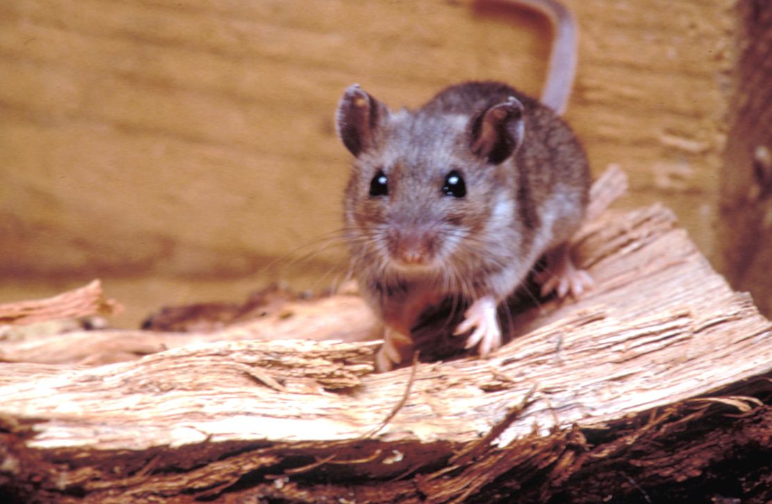 The deer mouse is the most common transmitter of hantavirus in the US.