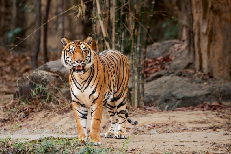 Thailand's Last Tigers