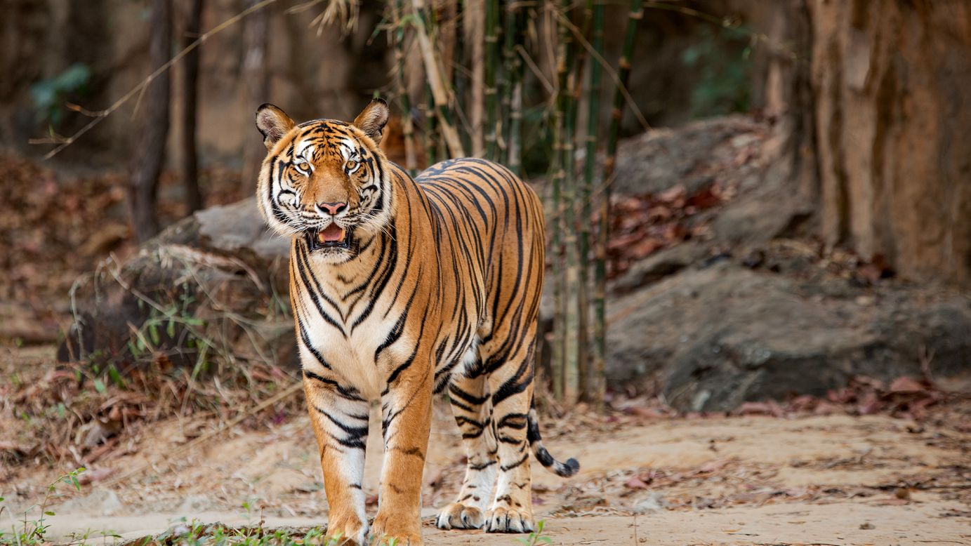 GPS collars reveal ‘strange prey’ for some of Thailand’s last tigers | CNN