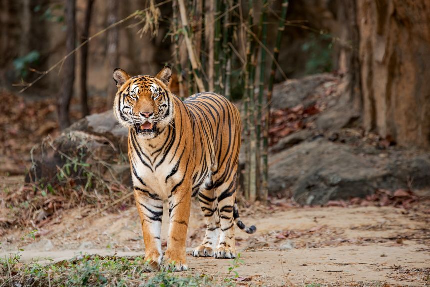 Tiger in bamboo forest