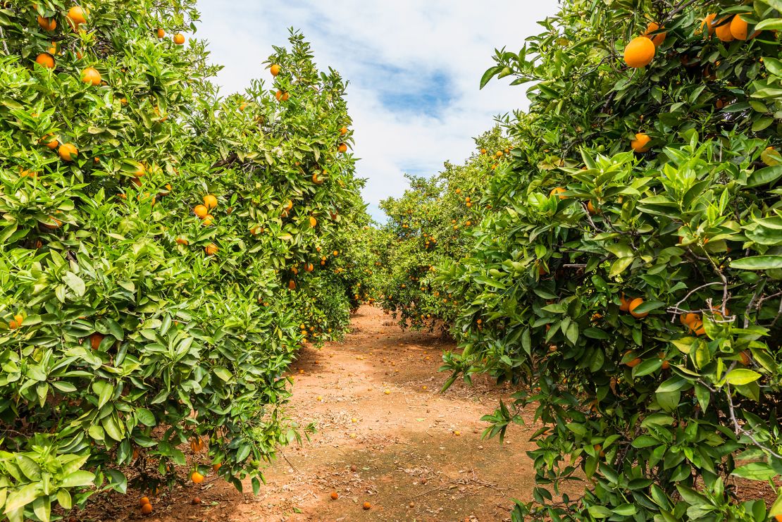 Valencia is surrounded by orchards and vegetable plots.