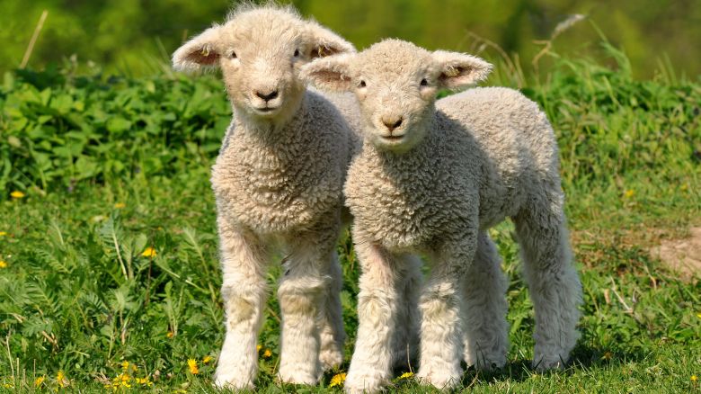 Dandelions and lambs are symbol of spring.