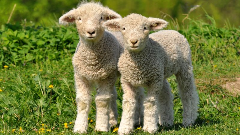 Броене на овце: Кой е измислил този стар съвет за сън и работи ли?