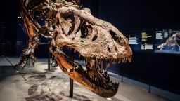 Exposição no Museu Nacional de História Natural de Paris, Trix, um dos fósseis mais bem preservados do Tiranossauro rex (T-rex) em 8 de junho de 2018 em Paris, França.  (Foto de Olivier Donnars/NurPhoto via Getty Images)