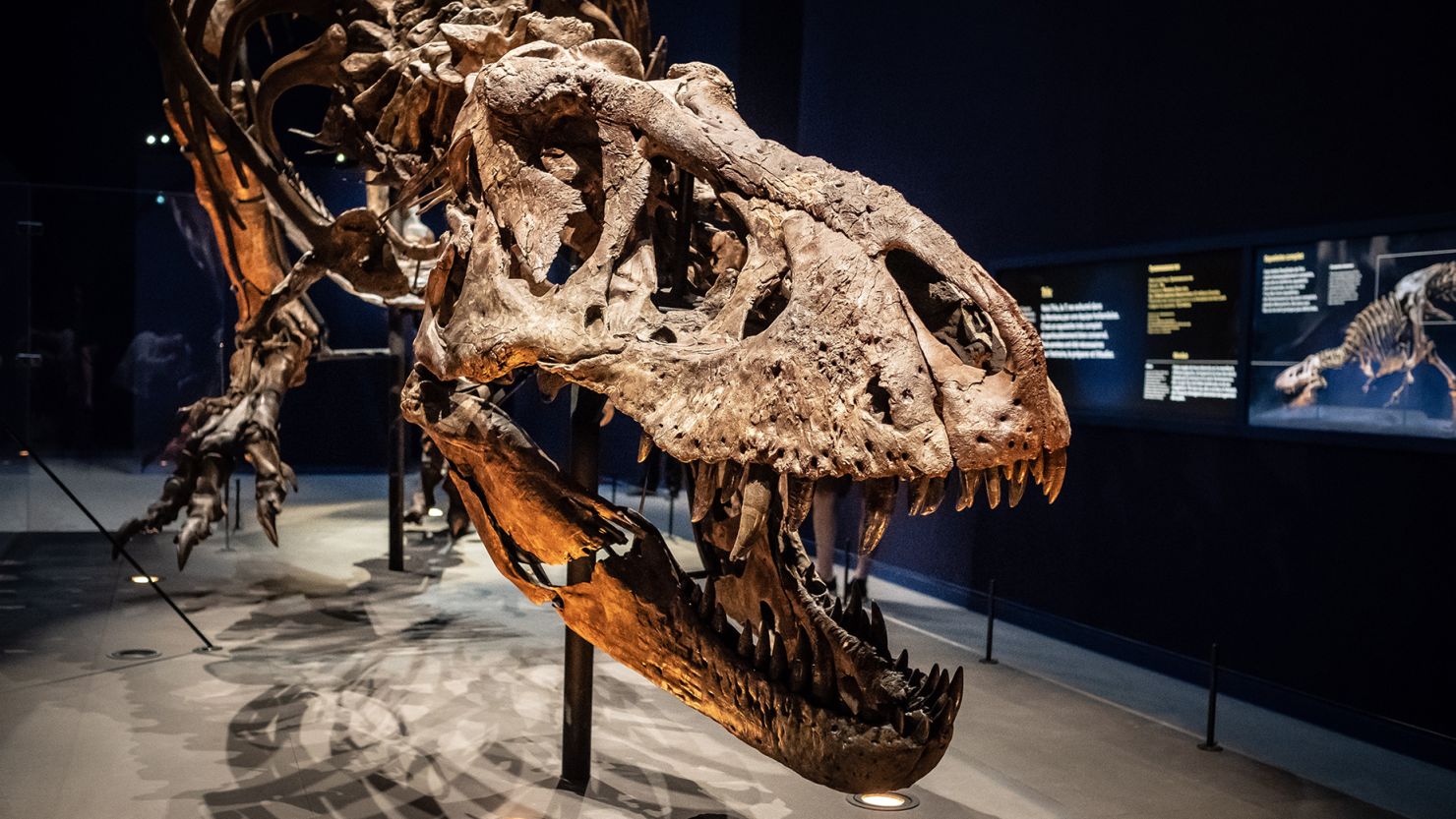 Some dinosaurs, such as the T. rex, may have been warm-blooded, according to a new study.