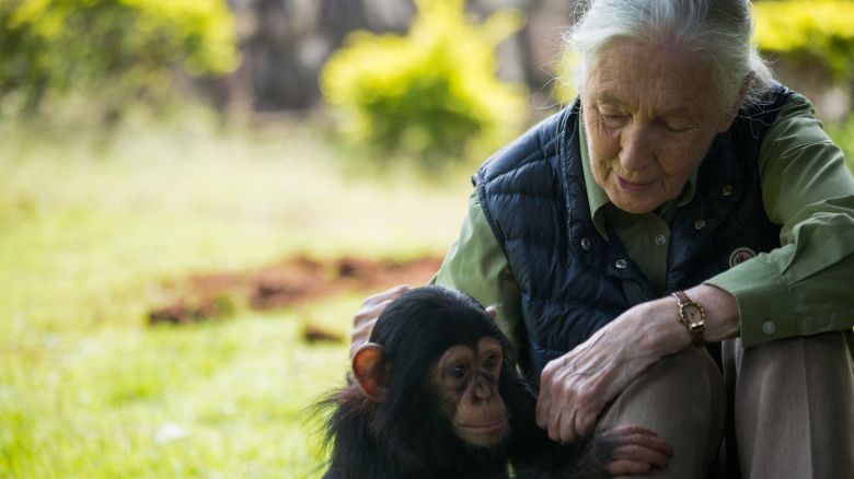 British primatologist Jane Goodall visits chimp rescue center on June 9, 2018 in Entebbe, Uganda. During her visit at the Uganda Wildlife Education Centre, Goodall, also fronted a "naming ceremony" for a baby chimp called Zakayo the second.