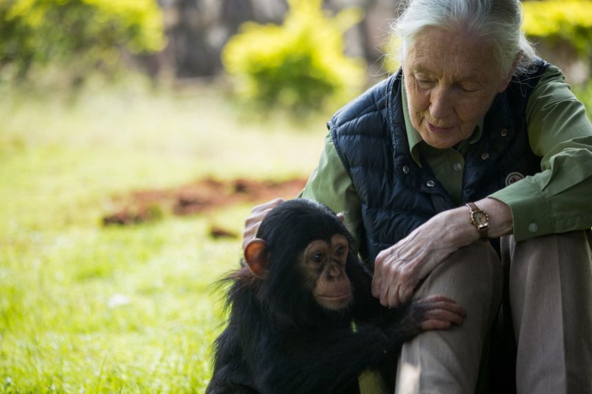 Goodall visits chimp rescue center on June 9, 2018 in Entebbe, Uganda.