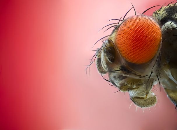 Research into fruit flies has greatly improved scientific understanding of innate immunity, the body’s first line of defense against harmful materials. The discovery of the toll gene – a gene <a href="index.php?page=&url=https%3A%2F%2Fpubmed.ncbi.nlm.nih.gov%2F36231089%2F" target="_blank">central to mounting antimicrobial responses in fruit flies</a> – and the consequent research on innate immunity in mammals earned Bruce Beutler and Jules Hoffmann the <a href="index.php?page=&url=https%3A%2F%2Fwww.nobelprize.org%2Fdrosophila%2F" target="_blank">Nobel Prize in Physiology or Medicine</a> in 2011. Fruit flies, whose short life span of around<strong> </strong>seven weeks allows for quicker tracing of multi-generational development, have also been in other medical research, including<a href="index.php?page=&url=https%3A%2F%2Fwww.sciencedirect.com%2Fscience%2Farticle%2Fpii%2FS1534580721006699" target="_blank"> cancer</a>.