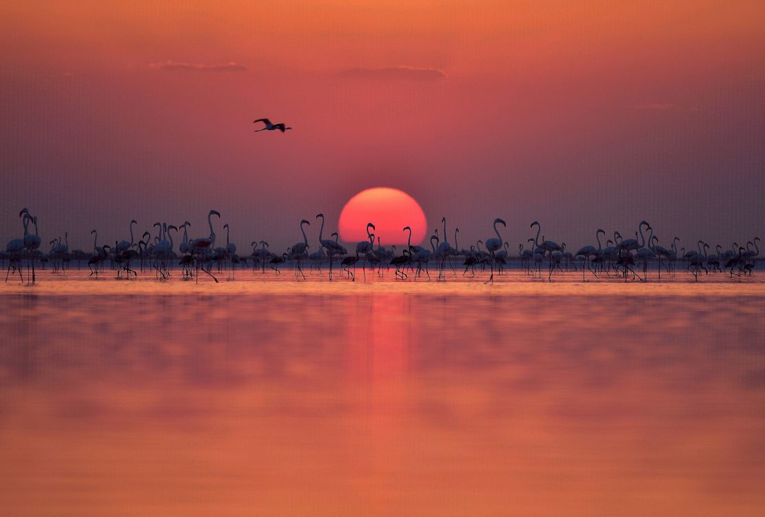 Flamingos are regular visitors to Lake Tuz, near Konya.