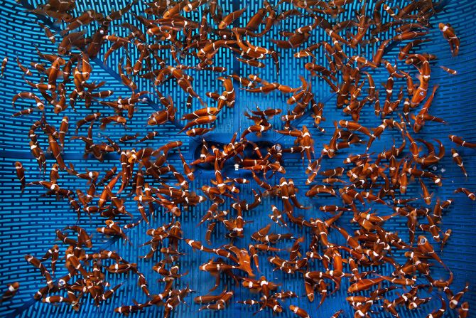 Giacomo d'Orlando's image of clownfish (Amphiprion ocellaris), at a hatchery in Indonesia is a finalist in the conservation - hope category.