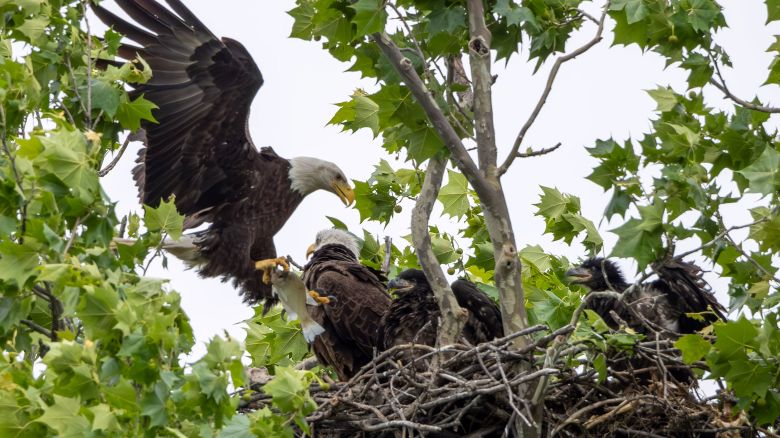 The White Rock Lake bald eagles “Nick and Nora” care for their two young eaglets around their nest in East Dallas. The eaglets were born around March 20th and were just a week or two away from being able to fly on their own.