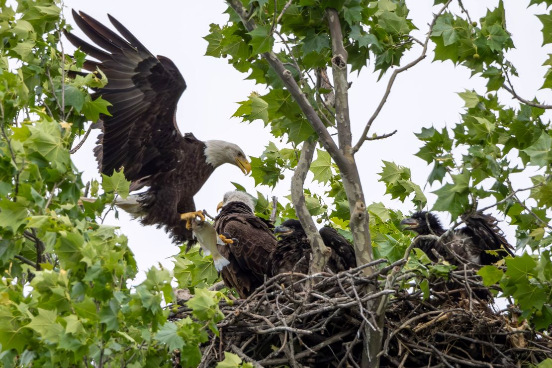 The White Rock Lake bald eagles 'Nick' and 'Nora' care for their two young eaglets in East Dallas. The eaglets were born around March 20 and were just a week or two away from being able to fly on their own.