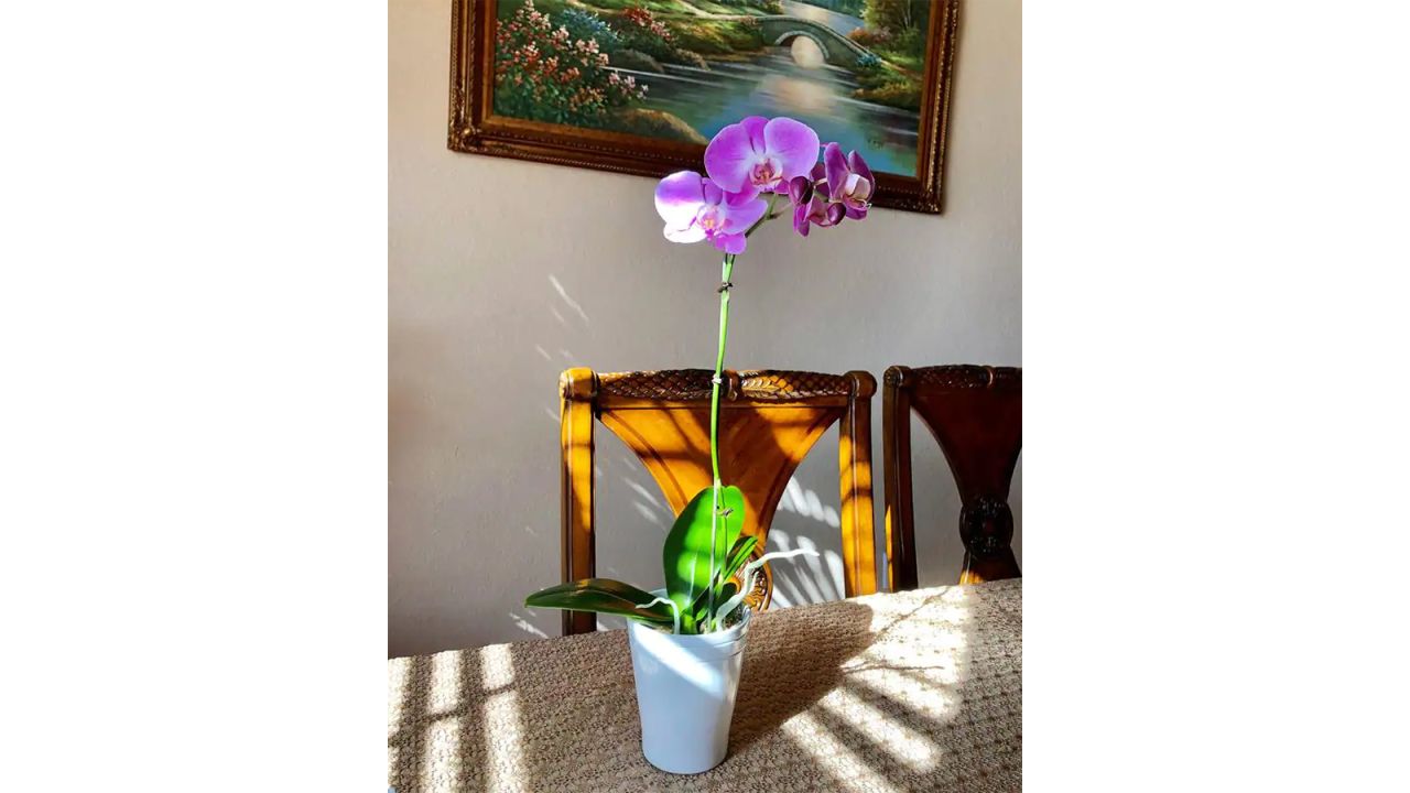 4 in. Phalaenopsis Orchid in Grower Pot
