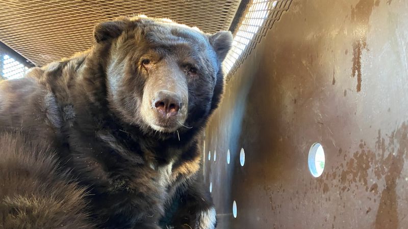 California man finds 525-pound animal under his home after Los Angeles fires. The bear goes by Barry