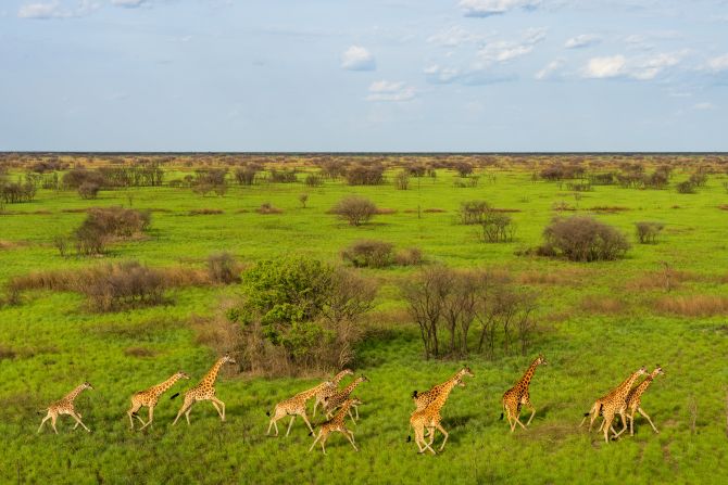 However, this has not been the case with all wildlife. The survey discovered catastrophic declines in non-migratory species, which had likely been targeted by people during wartime for food.