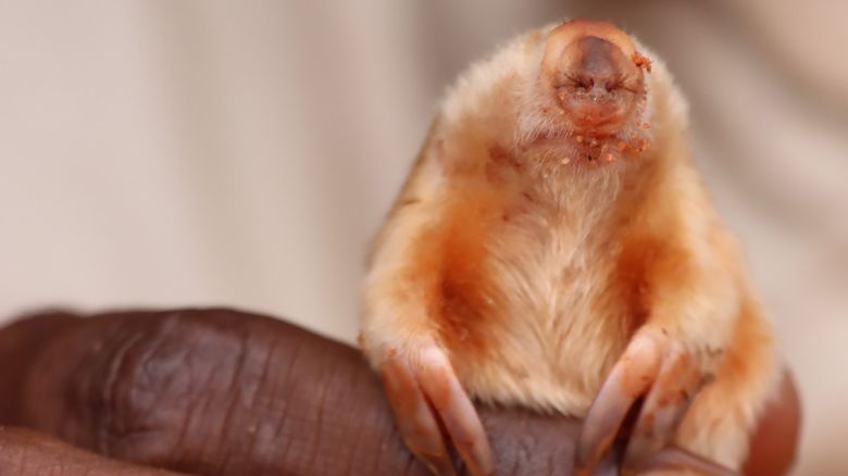 The northern marsupial mole is rarely seen.