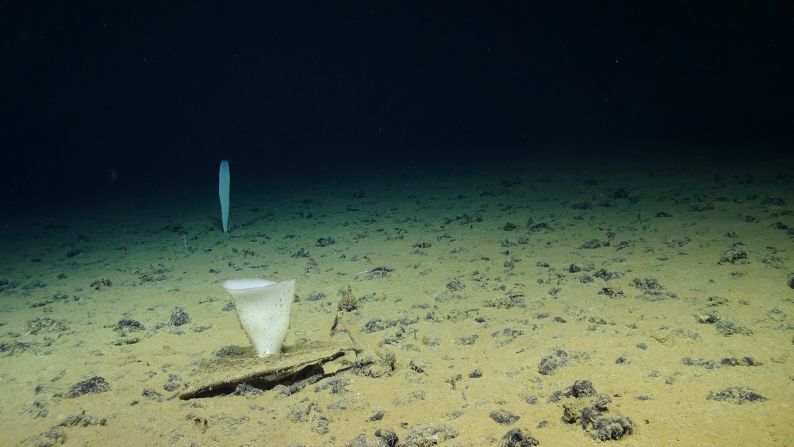 The abyssal plain is thought to have remained virtually unchanged for tens of millions of years.