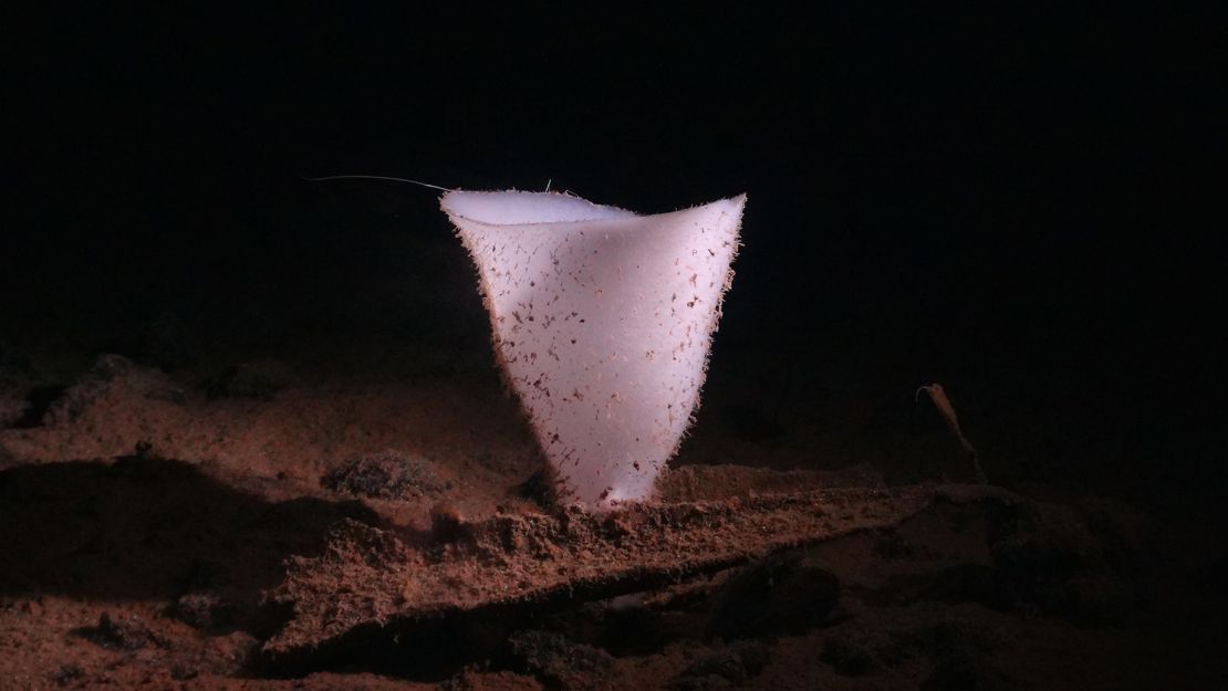 In extreme ocean depths, there is no sunlight and the temperature is around 35 F (1.5 C), but life-forms such as this glass sponge thrive.
