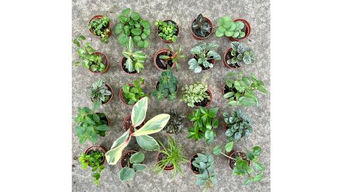 Glasshouse Grace Peperomia Potted Assortment, 3-Pack