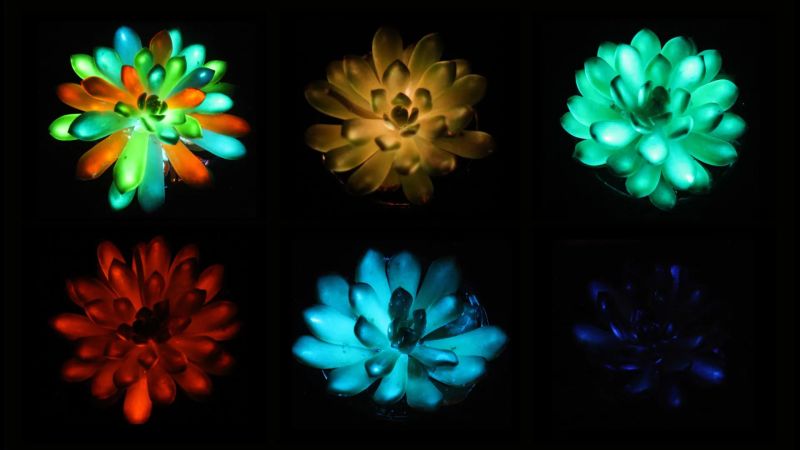 Scientists have created rechargeable, multicolored, glow-in-the-dark succulent plants
