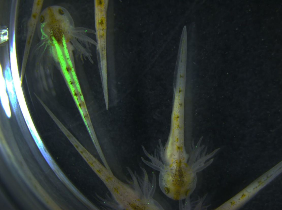 Los ajolotes no brillan en la oscuridad de forma natural; fueron modificados genéticamente para comprender mejor cómo utilizan el ácido retinoico para regenerar las extremidades perdidas.