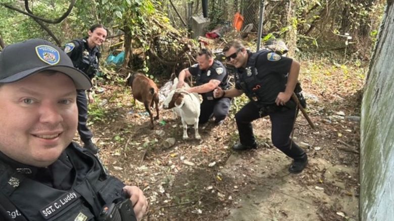 goats.jpg