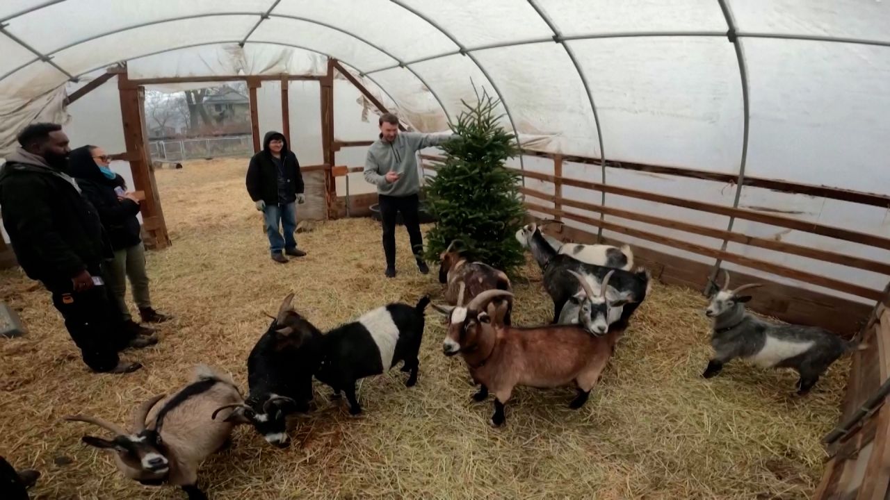 GoatsEatingChristmas Trees THUMB10.jpg