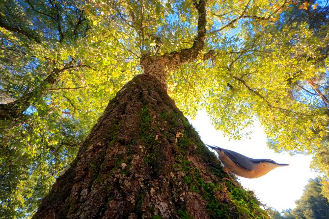 This image won Young Bird Photographer of the Year 2024, and the gold award in the 12-14 years category. In the photograph, taken by Andrés Luis Domínguez Blanco, a Eurasian nuthatch ambles down a tree trunk on the way to drink from the river.