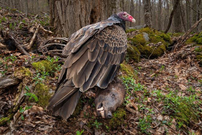 Nathaniel Peck’s photograph, taken using a camera trap, of a turkey vulture feeding on the carcass of a black bear in West Virginia won the gold award in the bird behavior category. Peck said that the vulture would visit the carcass frequently during the six months that his camera remained in place, “sometimes spending hours at the carcass.”