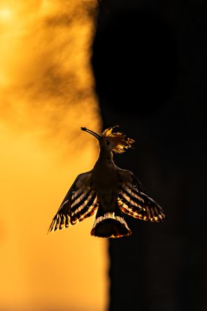 This striking image captures a Eurasian hoopoe taking flight in the early morning, prey caught in its beak and the sky illuminated by the sunrise. Taken by Hermis Haridas in Dubai, United Arab Emirates, it won gold in the birds in flight category. Haridas said that “it was as if nature had bestowed upon me a gift, a singular composition that encapsulates the essence of the hoopoe’s beauty and grace.”