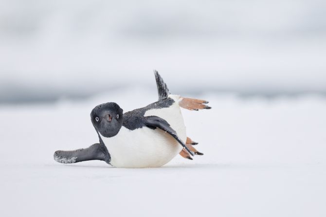 This image, the winner of the comedy bird photo category, shows an Adélie penguin sliding along the ice in Antarctica. Photographer Nadia Haq said it was as if the bird was “performing a modern dance move.”