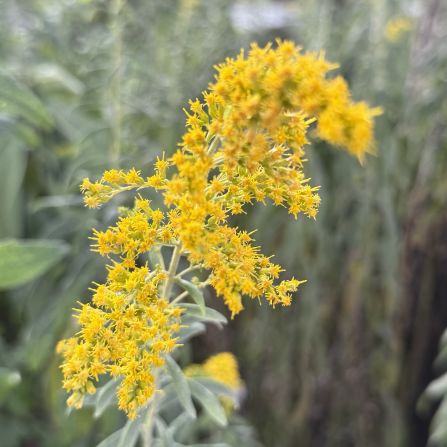 A yellow goldenrod flower seen with a bokeh background