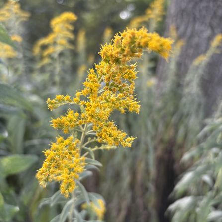 A yellow goldenrod flower seen with a bokeh background