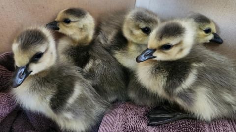 Captured goslings are seen in a box in Atlanta.