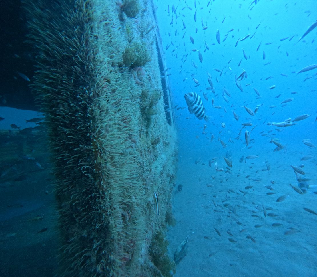 Fish swim in an artificial reef created by MARTA railcars in the Atlantic Ocean