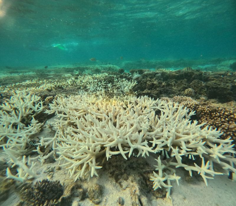 Coral Bleaching: Ocean Heat Is Driving A Mass Bleaching Event, And It ...