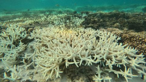 Coral bleaching in the lagoon of the Great Barrier Reef's Lady Elliot Island, on February 19, 2024.