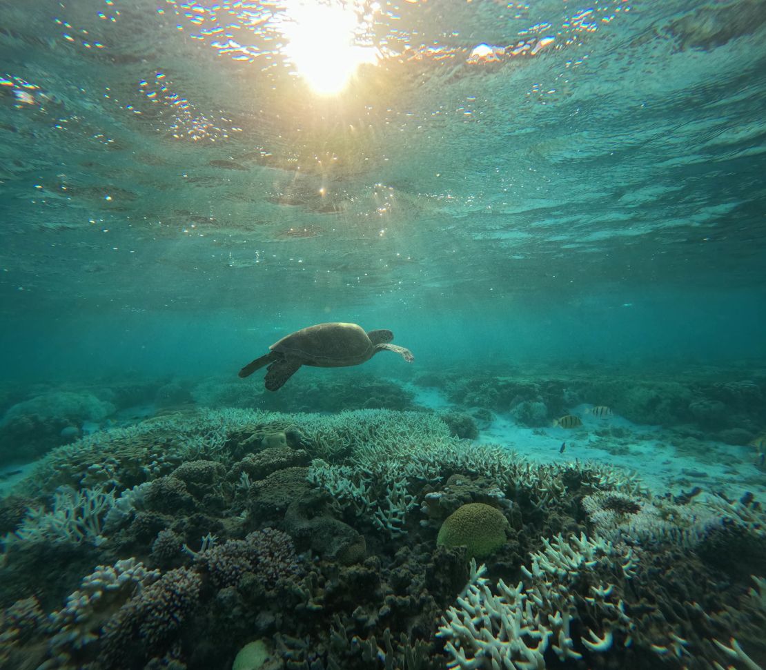A turtle swims over bleached coral in the lagoon of Lady Elliot Island on the southern Great Barrier Reef, on February 19 2024.