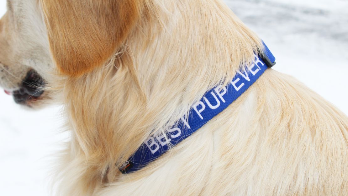Personalized Dog Collars: Crafted with Experience