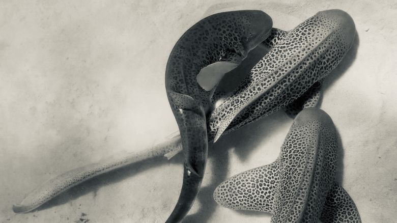 The video is believed to be the world’s first recorded and scientifically documented observation of  leopard sharks mating in the wild.