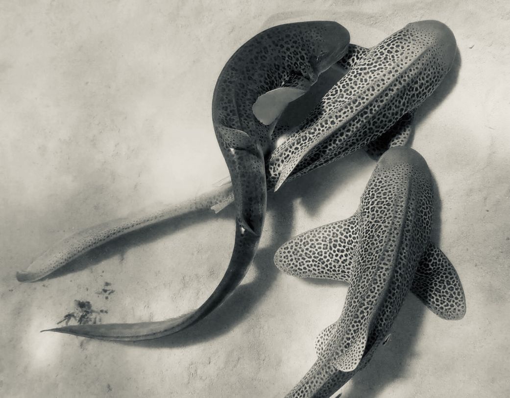 The video is believed to be the world’s first observation of leopard sharks mating in the wild.