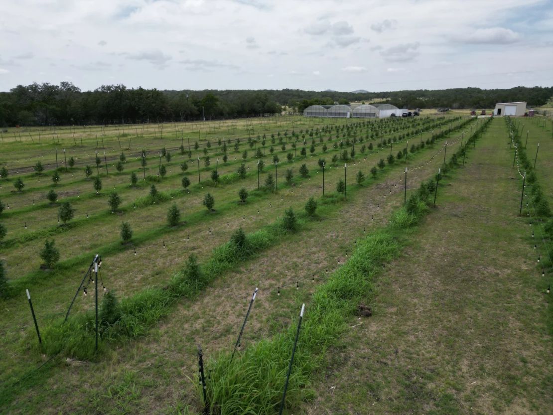 Granja Hometown Hero en la región montañosa de Texas, al oeste de Austin