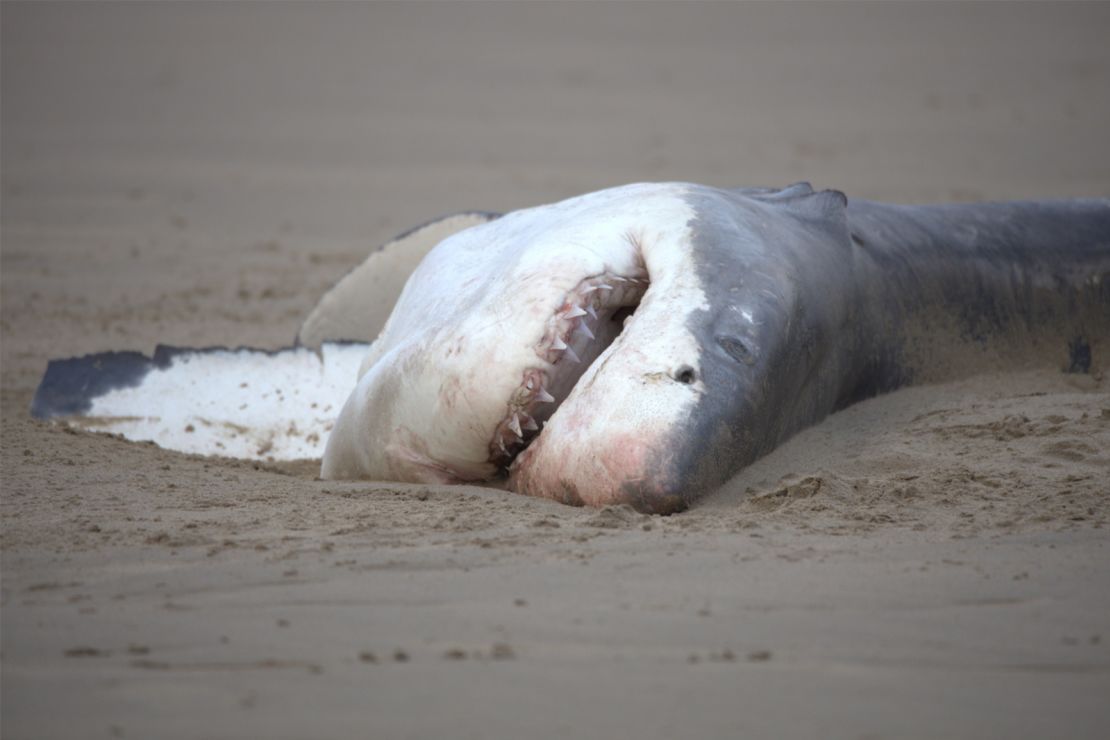 Bangkai hiu putih kedua mencapai pantai pada bulan Juni di dekat Hartenbos, Afrika Selatan.