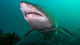 A photo of a grey nurse shark taken by scuba diver Sarah Han-de-Beaux near Bondi Beach in 2021.