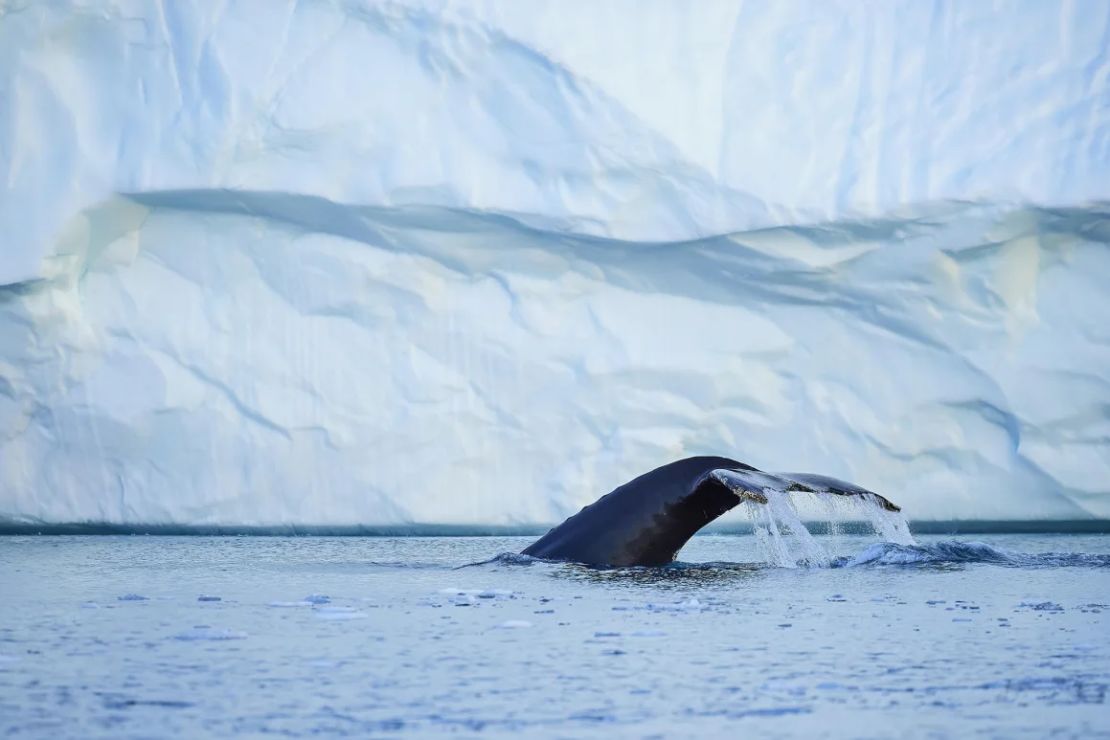 Una ballena jorobada se sumerge en la bahía de Disko.